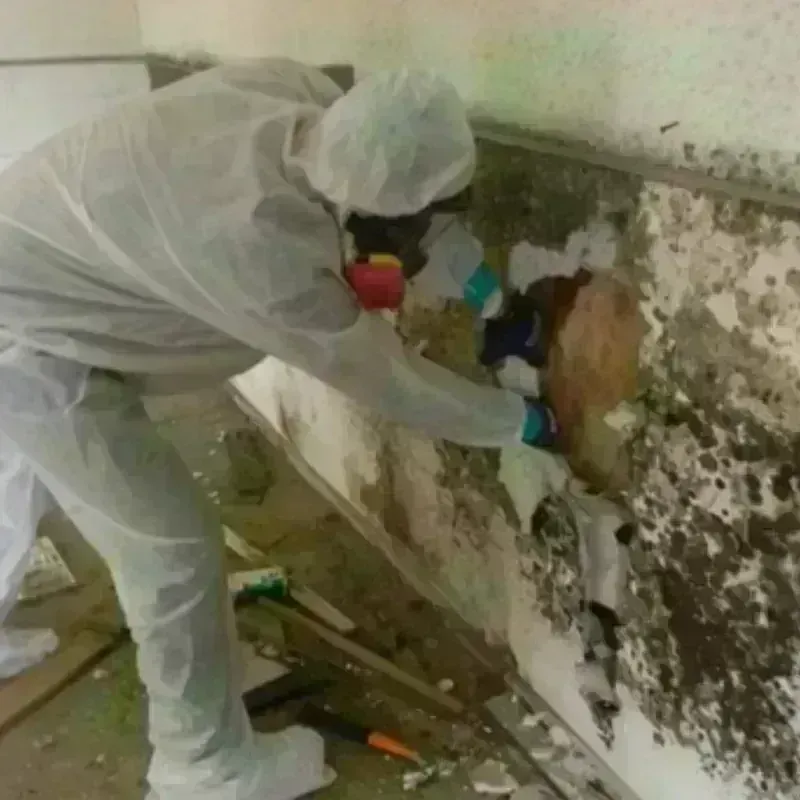 Mold Remediation and Removal in Coweta County, GA